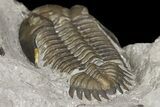 Greenops Trilobite - Arkona, Ontario #164408-6